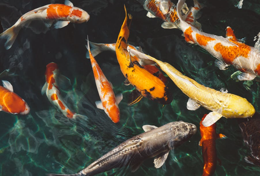 揪心！趵突泉网红胖锦鲤疑生病，专家称或因吃太多失鳔，景区待回应