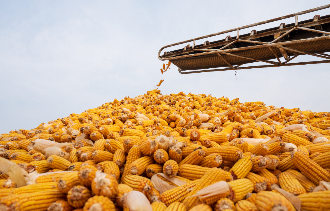 河北抗连阴雨保秋收：多招齐出护好 “粮袋子”