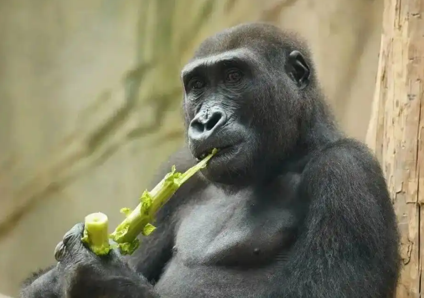 笑不活！南京红山动物园大猩猩四兄弟征中文名，网友直接喊 “四大天王”