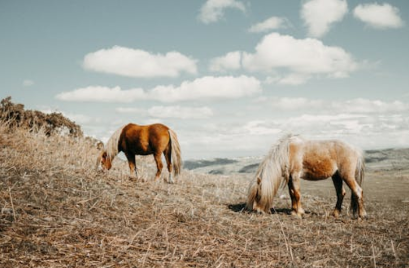 70 多匹马绑腿下山引争议！马主：防逃跑，丢一匹赔 5000 元
