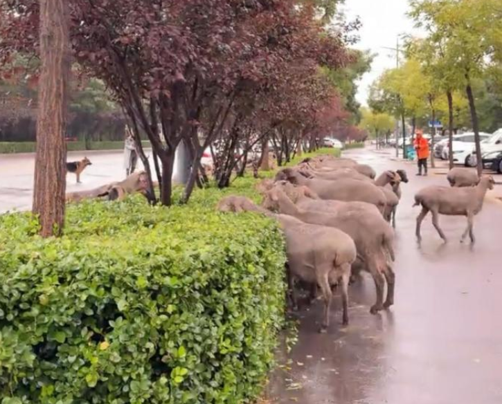 太神奇！太原街头四五十只羊啃绿化带，居民：经常见，味儿大