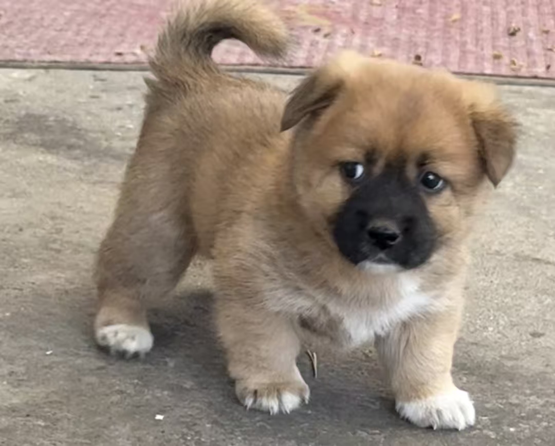 成都大二女生骑车被未拴绳狗撞翻，开颅术后仍危急，文明养犬何时落地？