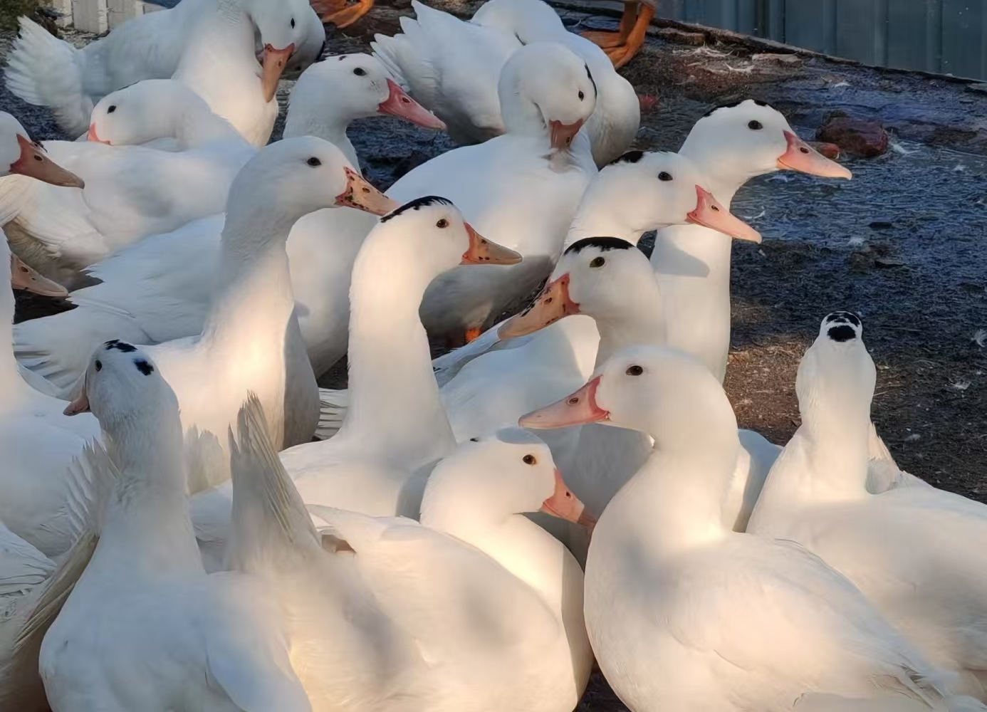 100 只鸭才凑 1 件羽绒服？白鸭绒 58 万 / 吨，今年冬天穿暖要花千元？