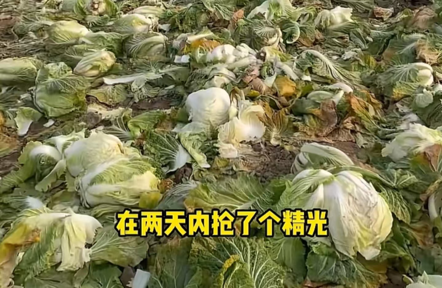 离谱！“免费白菜” 引 800 人哄抢，菜地被踩成烂泥，菜农近百万损失谁来赔？