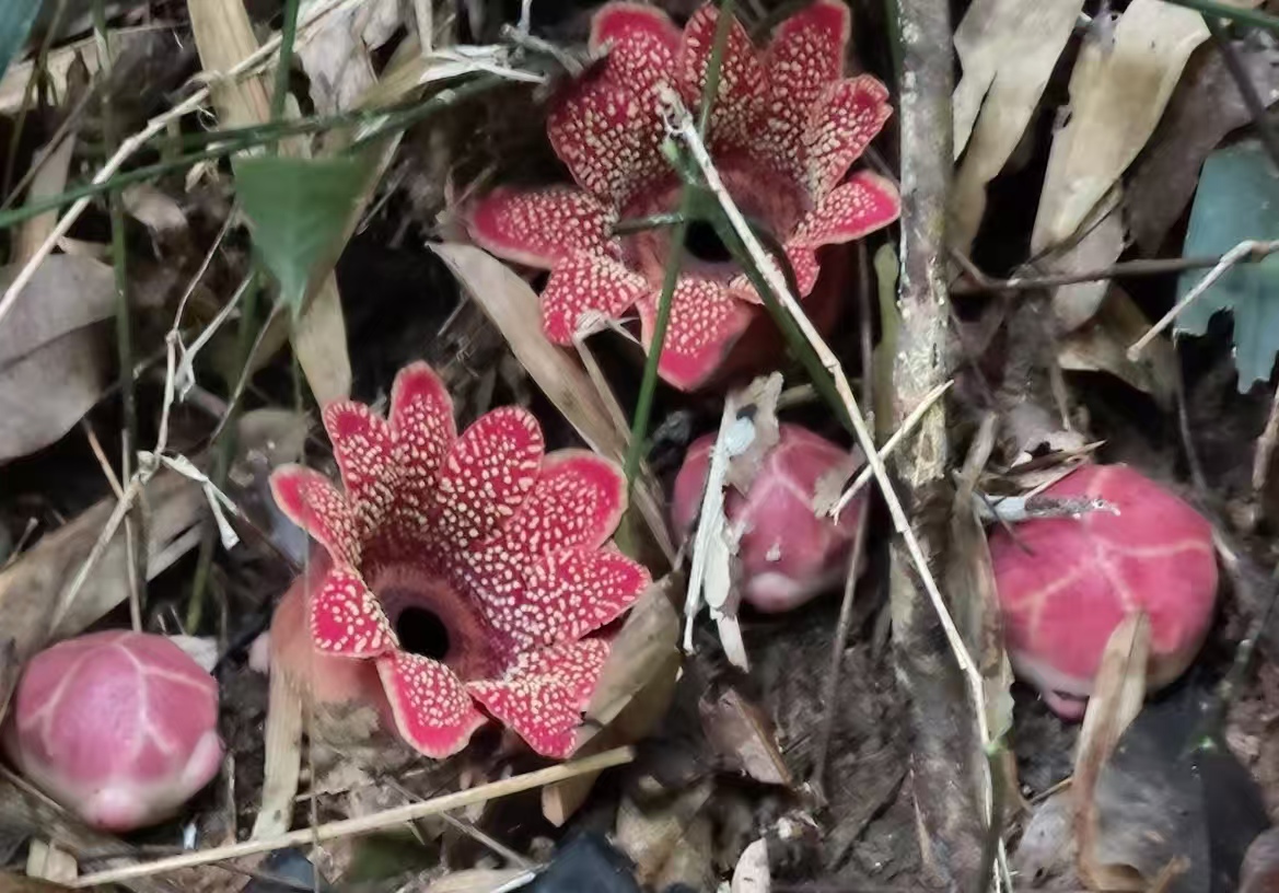 无叶无茎还 “偷营养”？勐腊这抹红，消失 30 年又回来了！