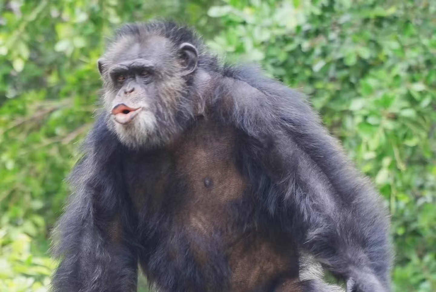 南宁猩猩抽烟上热搜：游客递烟太离谱，动物的坏习惯谁来买单？