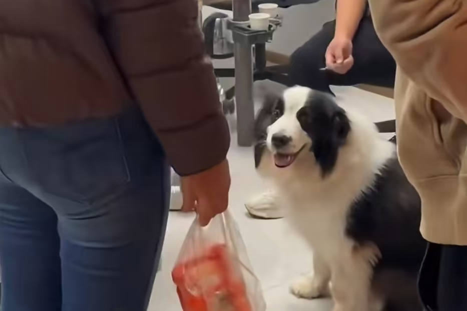 500 块买条命！边牧跑丢险遭食用，苏州女子的一个举动，让善意双向奔赴