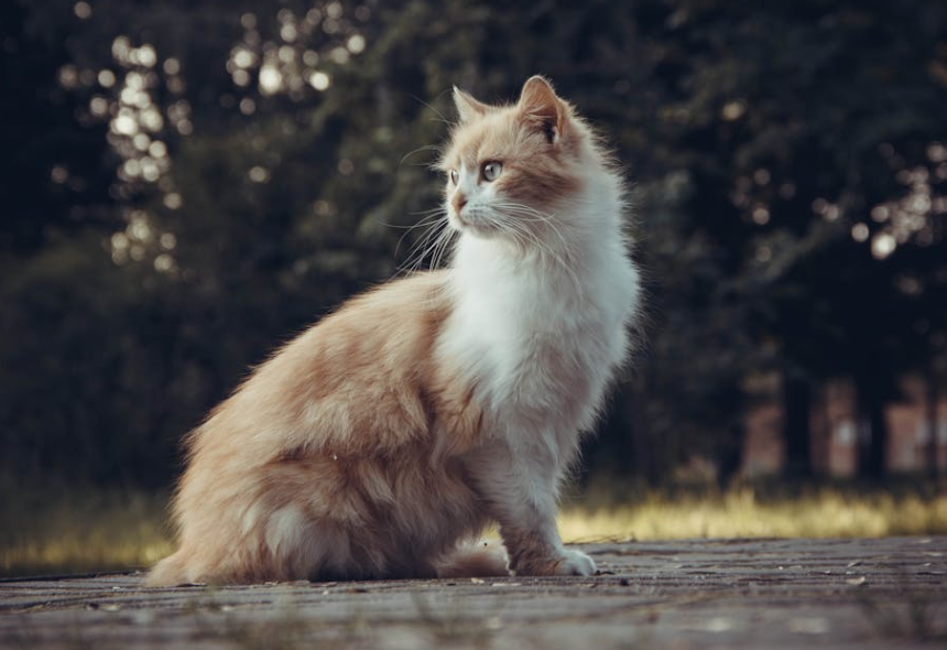 广东猫咪深夜“刷手机”？真相既好笑又暖心