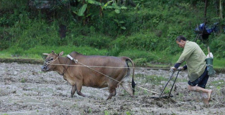 同样是驯化牲畜，为啥牛穿鼻环、马用笼头？答案藏在天性里