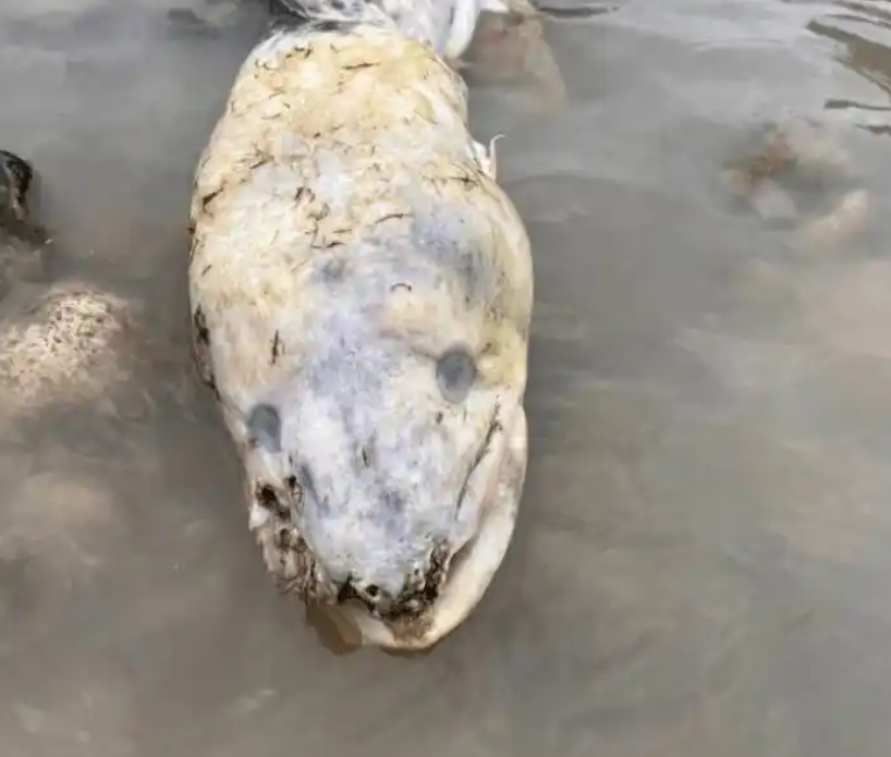 英国沃辛海滩惊魂：“海怪” 尸体引围观，真相出人意料