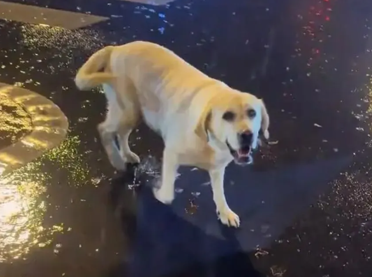 离谱又暖心！青岛拉布拉多啤酒节走失，三个月后在长沙与主人重逢