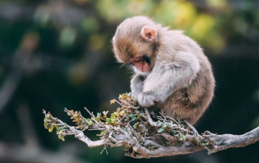 凯里动物园风波始末：喂猴被抓伤索赔1000元，面对网暴他硬气回应：钱绝不退