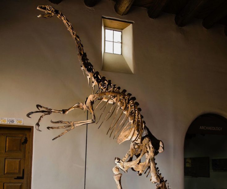 假如陆生动物全消失，鸟类能长出 “手臂” 吗？