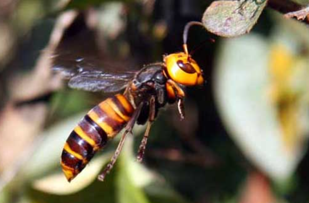 6666元就能学养“杀人蜂”？央视揭开这门要命的生意