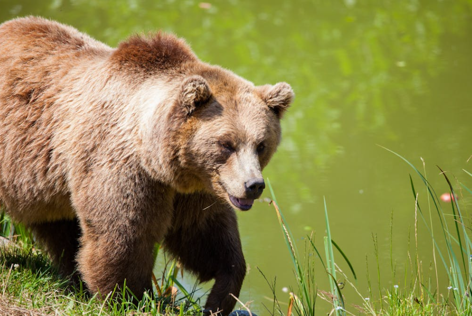 日本10月88人遭熊袭击，居民区风险越来越高