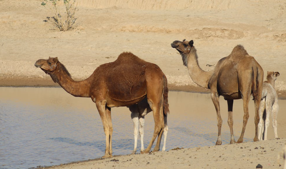 荒漠 “硬骨头”：5 吨大象能被猎，骆驼为啥没食肉动物敢惹？