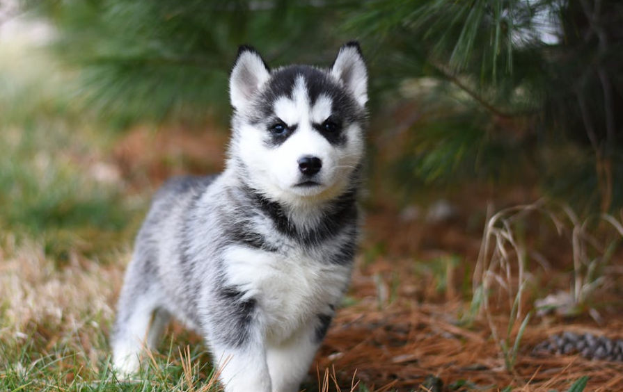 女生骑车被未拴绳狗绊倒开颅，狗主人已垫付4万医药费