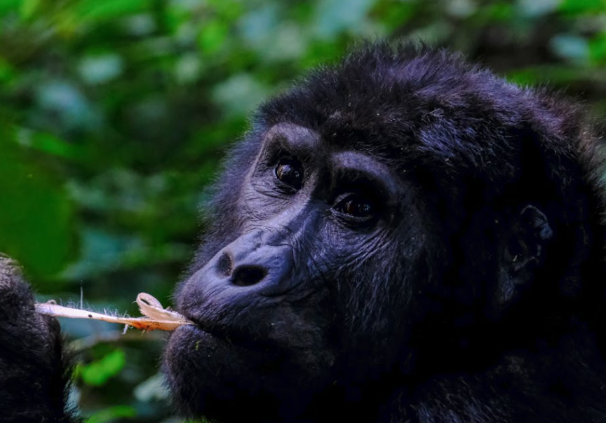 南宁动物园猩猩抽烟火了！真相：海外跟人学的，烟是游客扔的