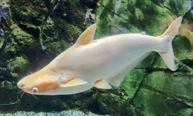 钓起罕见白鲟！小伙放生后主动报警，这份生态担当太赞了