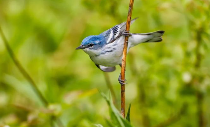 东北燕子集体滞留：没赶上 “南迁航班”，它们该如何过冬？