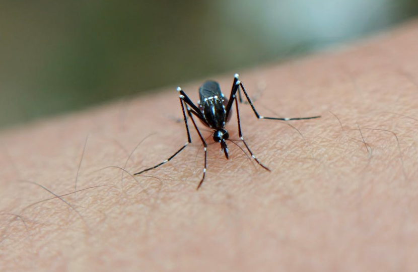 冬天蚊子为啥越咬越凶？都是人类“养”出来的