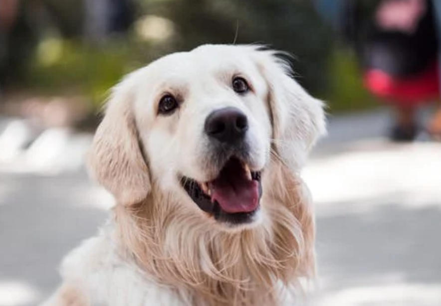 60斤金毛扑倒八旬老人致死：别让”爱犬”变”恶犬”