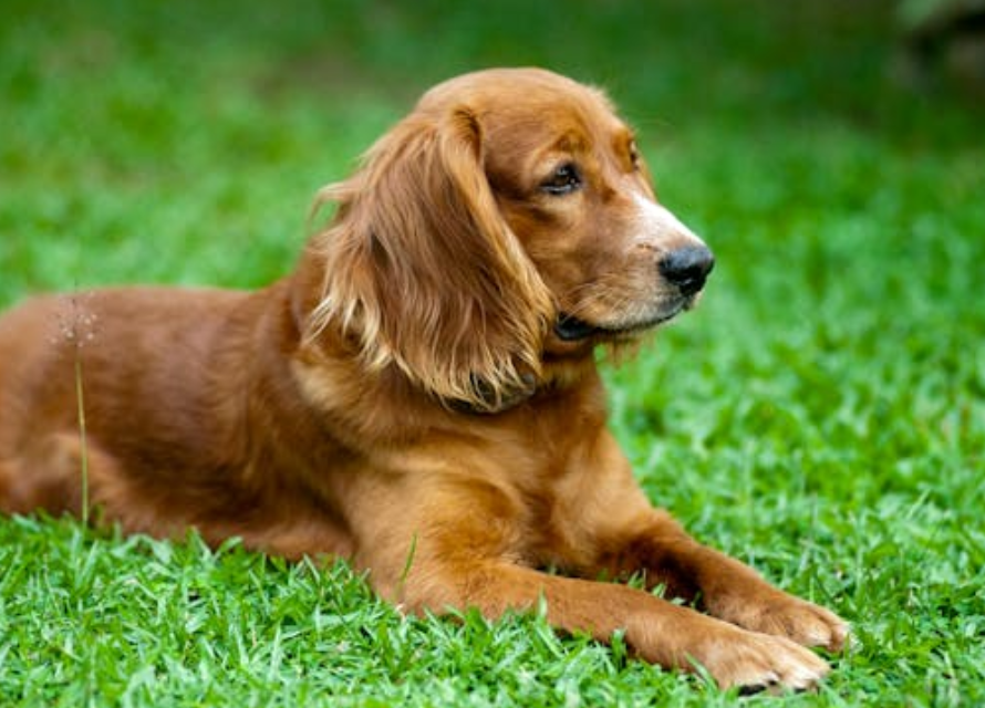 从 “解气” 到深思：大鹅被狗咬死，藏着弱者的底气