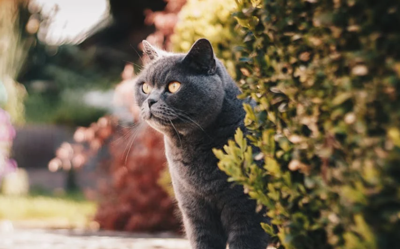 放生变 “害生”？清远水库猫咪受惊落水，官方：彻查事件，禁违规放生