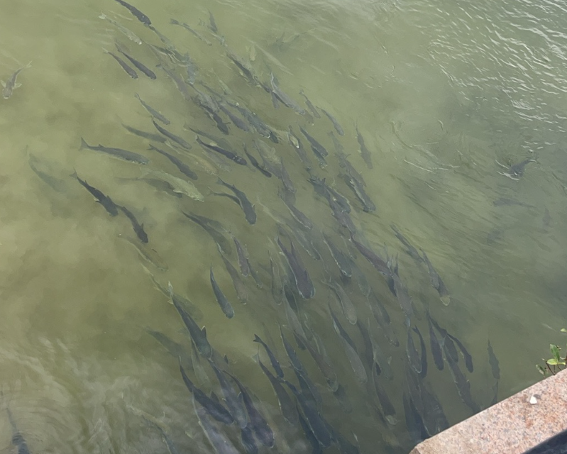 深圳湾公园”锚鱼”乱象：执法者与偷钓者的拉锯战