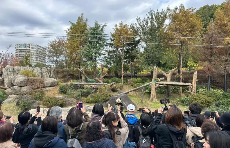 排队 3 小时也要看！旅日大熊猫即将回国，日本民众含泪送别盼续租