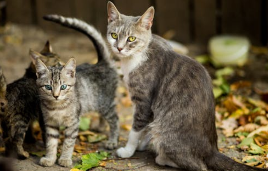 云南姑娘养百只流浪猫，一年蹭近百场婚宴：带红包赴宴，把剩菜变爱心粮