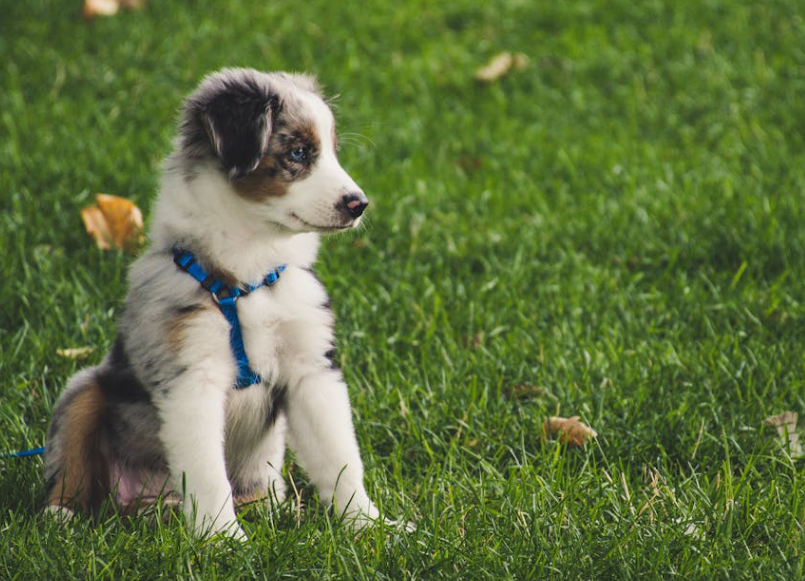 遛狗拴绳，这次有法律“硬约束”了