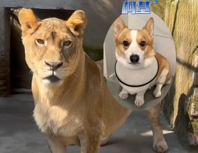 腿短也能当顶流？江苏野生动物园 “柯基狮” 即将亮相专属场馆