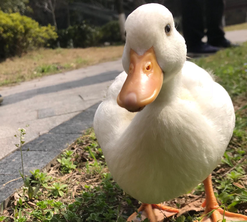 昆山老奶奶的 “祈福鸭” 被碾，抱鸭痛哭引心疼