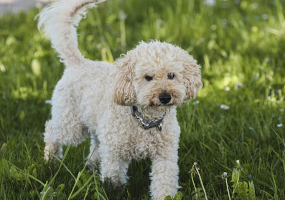 28 万买个教训：遛狗不牵绳引发事故，狗主人要担全责