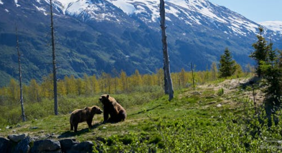 日本熊害肆虐致 13 人遇难，防暴警察将配步枪应对