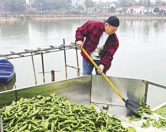 长沙鱼塘怪操作：鱼一天吃万斤辣椒！专家：肉不辣还更嫩