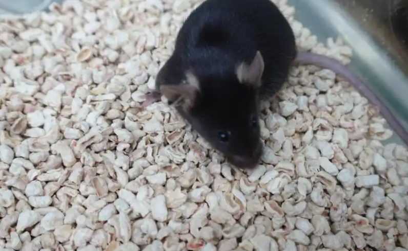 神二十一 “乘客” 亮相！4 只太空小鼠征名，网友：舒克贝塔必须有