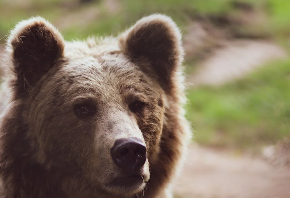 熊出没预警！日本牧场遇巨型棕熊扑车，引擎盖留深长爪痕
