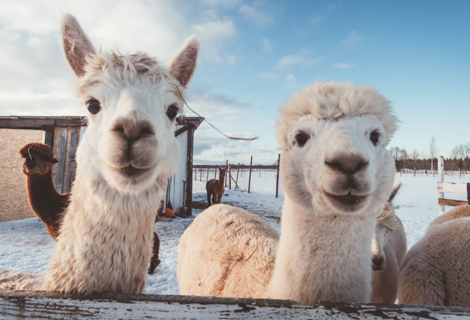 羊驼洗澡后不幸离世！员工薪资低泄愤，宠物店态度引网友不满