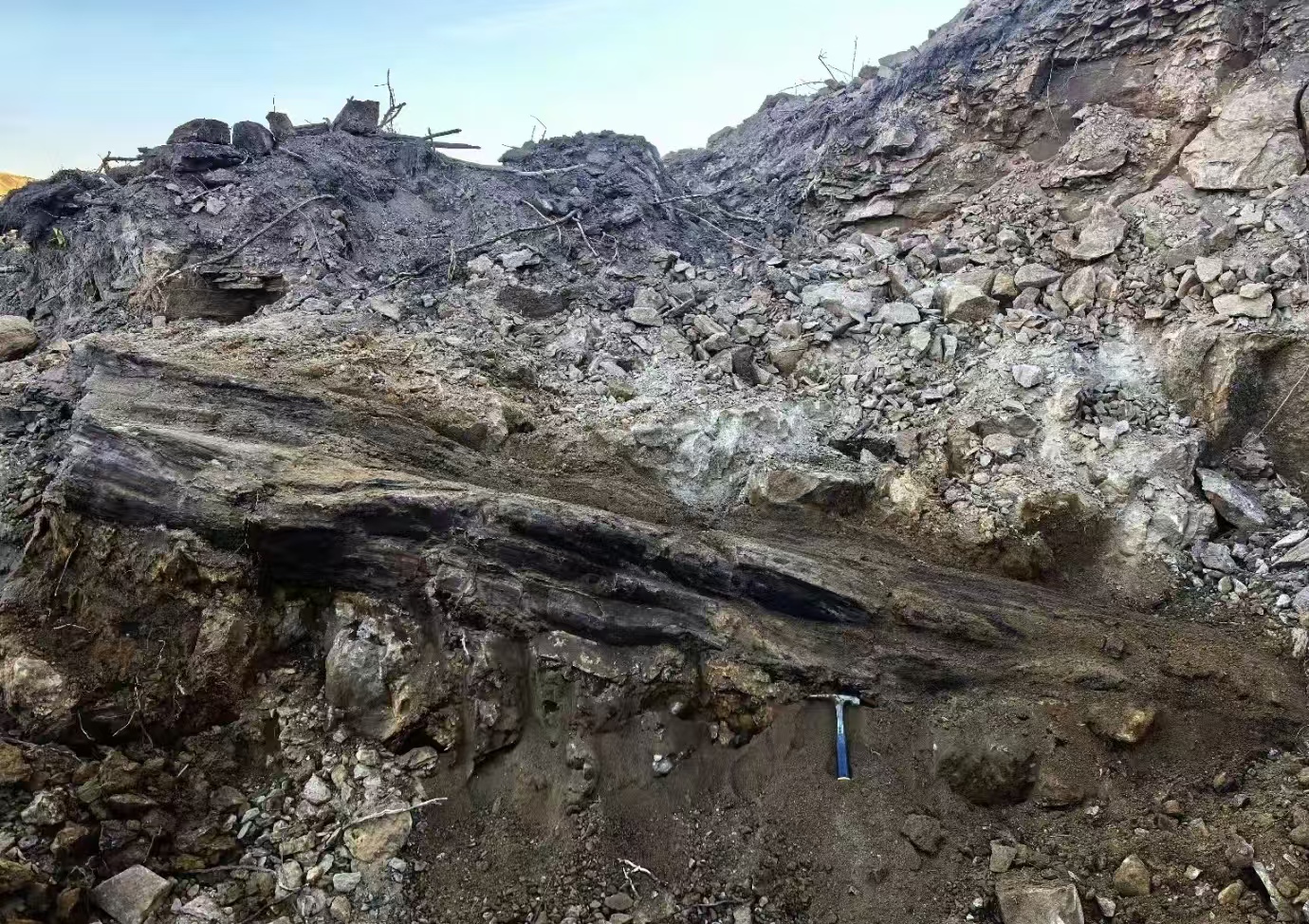 山西地下藏着 “时光树”？2.9 亿年木化石现身高速工地，纹路细节全留存