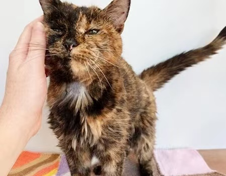 三任主人接力宠爱，30 岁弗洛西活成猫界长寿天花板，相当于人类 150 岁