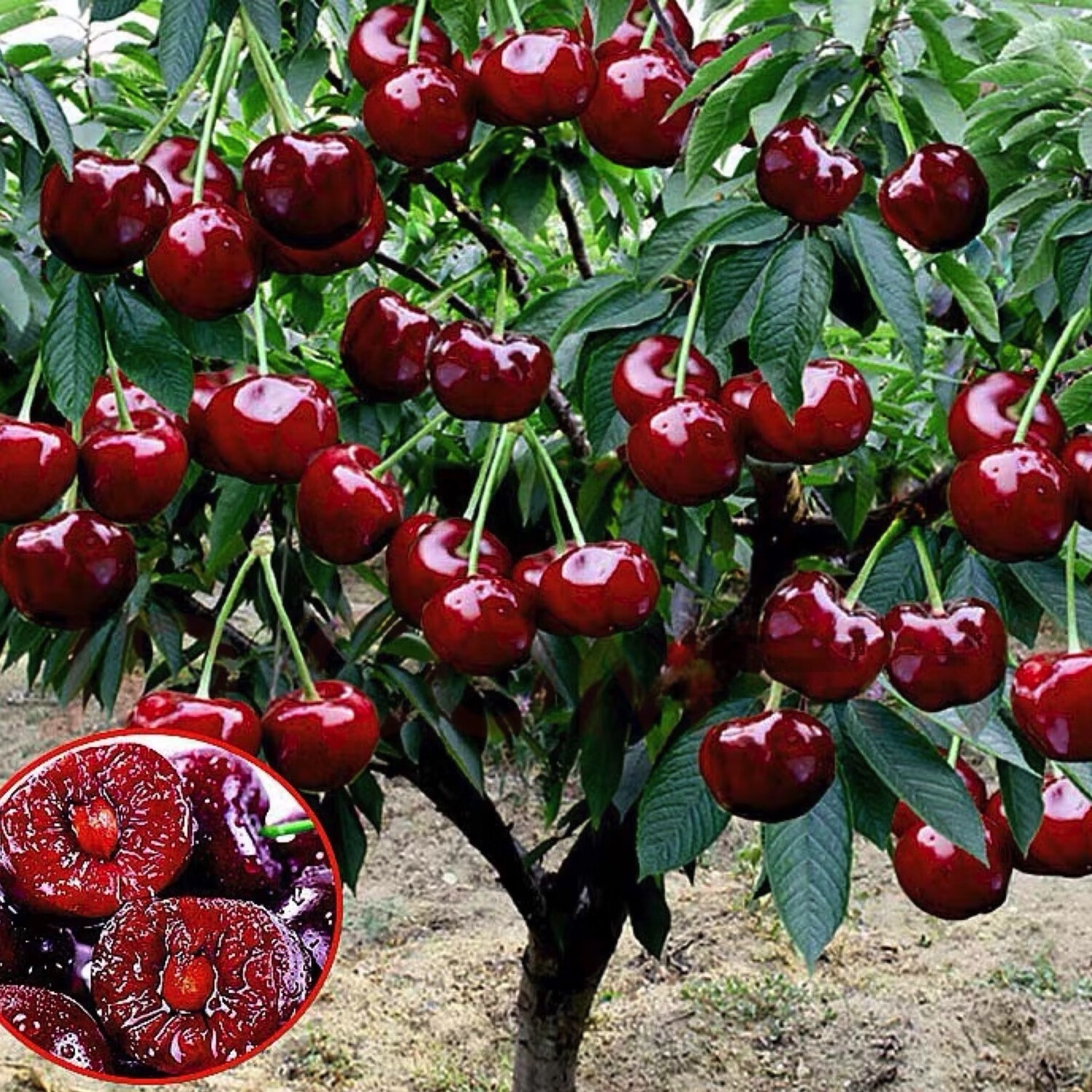 今年将迎来车厘子价格“大跳水”！彻底实现车厘子自由