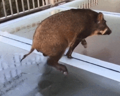 当“二师兄”遇上玻璃栈道：动物也会恐高吗？