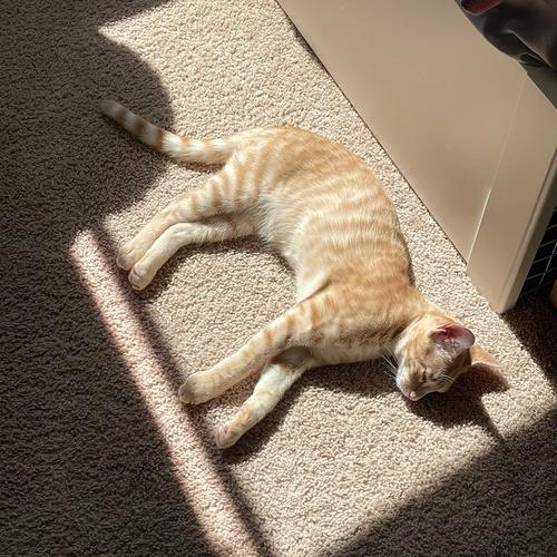 冬日的那束光，为什么是猫咪无法抗拒的温柔？