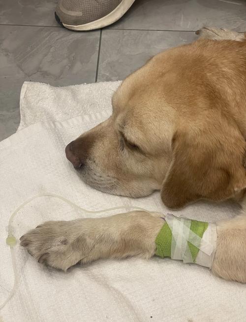 流感会传染给您家的宠物么？