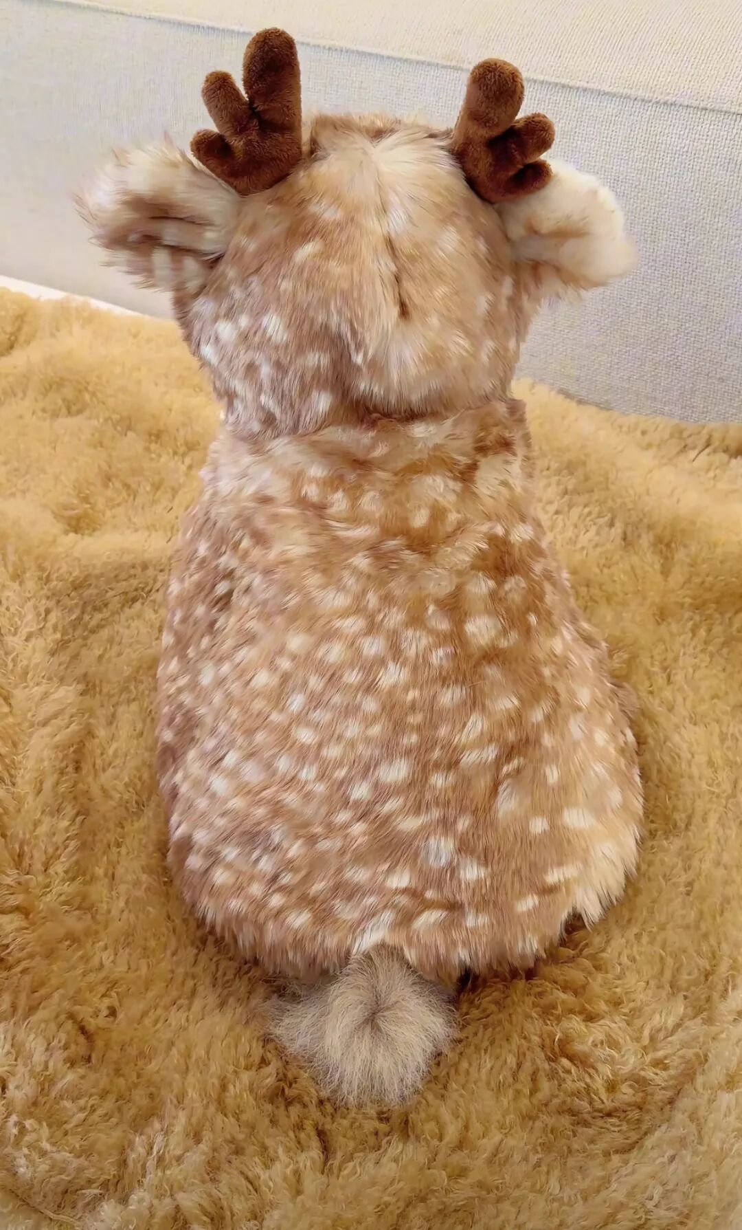 狗狗穿麋鹿斗篷引热潮，网友晒图晒出“可爱核爆”