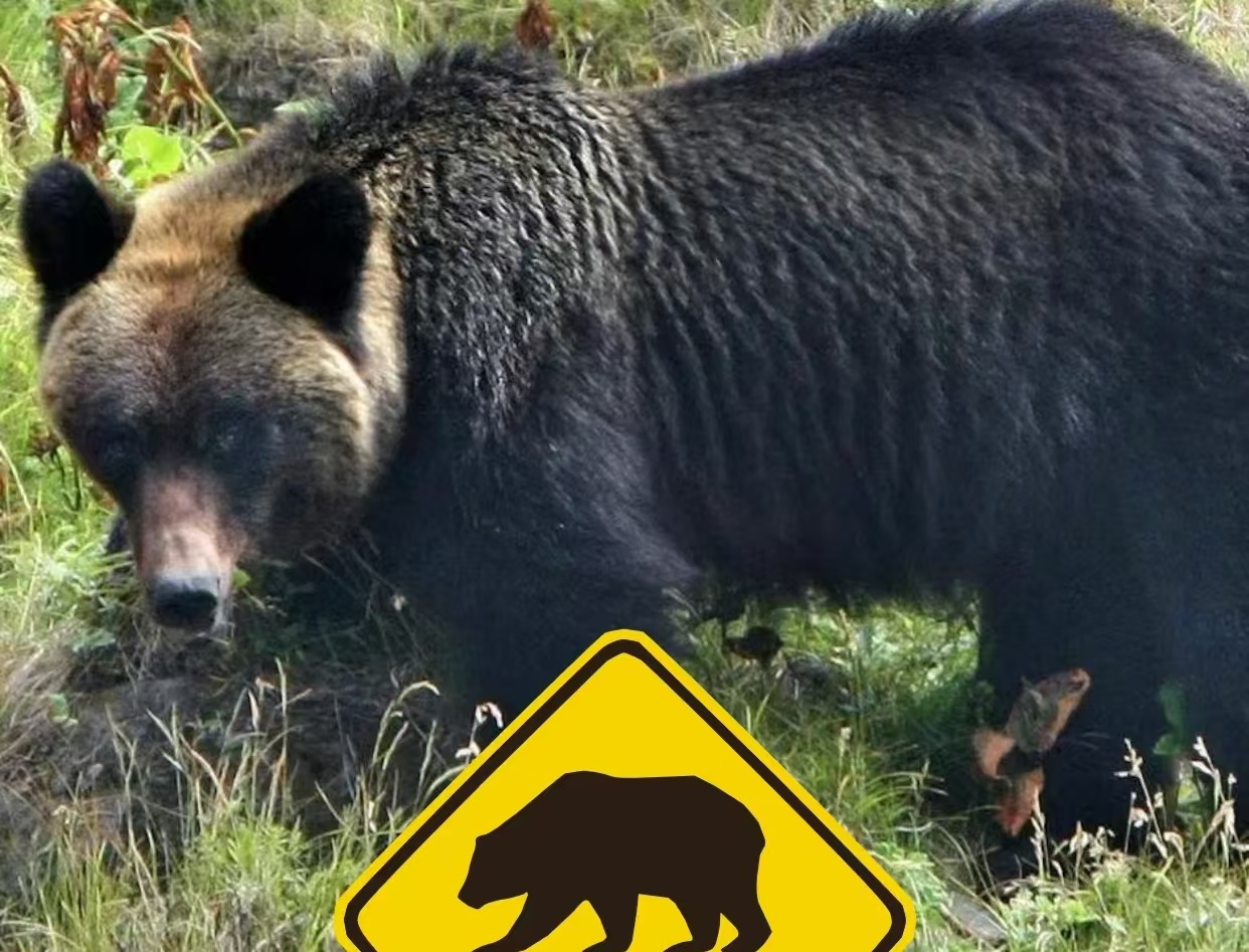 日本被熊 “包围” 了？半年猎熊 9765 头仍止不住侵扰，人熊冲突为何愈演愈烈