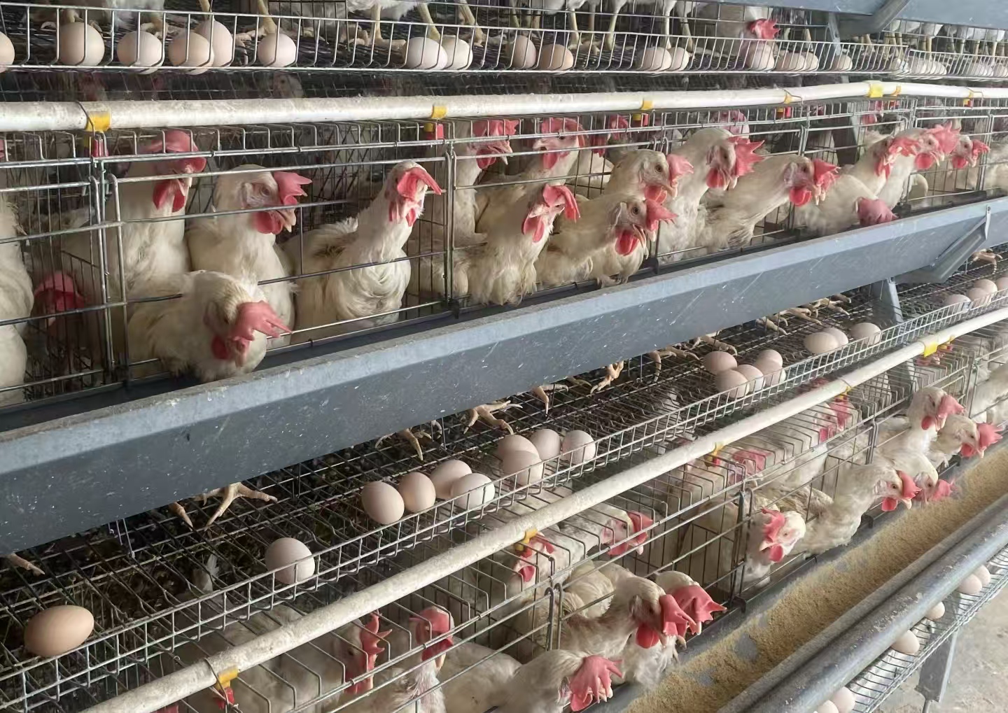 500万别墅空着就活该被占？邻居擅自入住改鸡鸭舍，这波操作无人懂