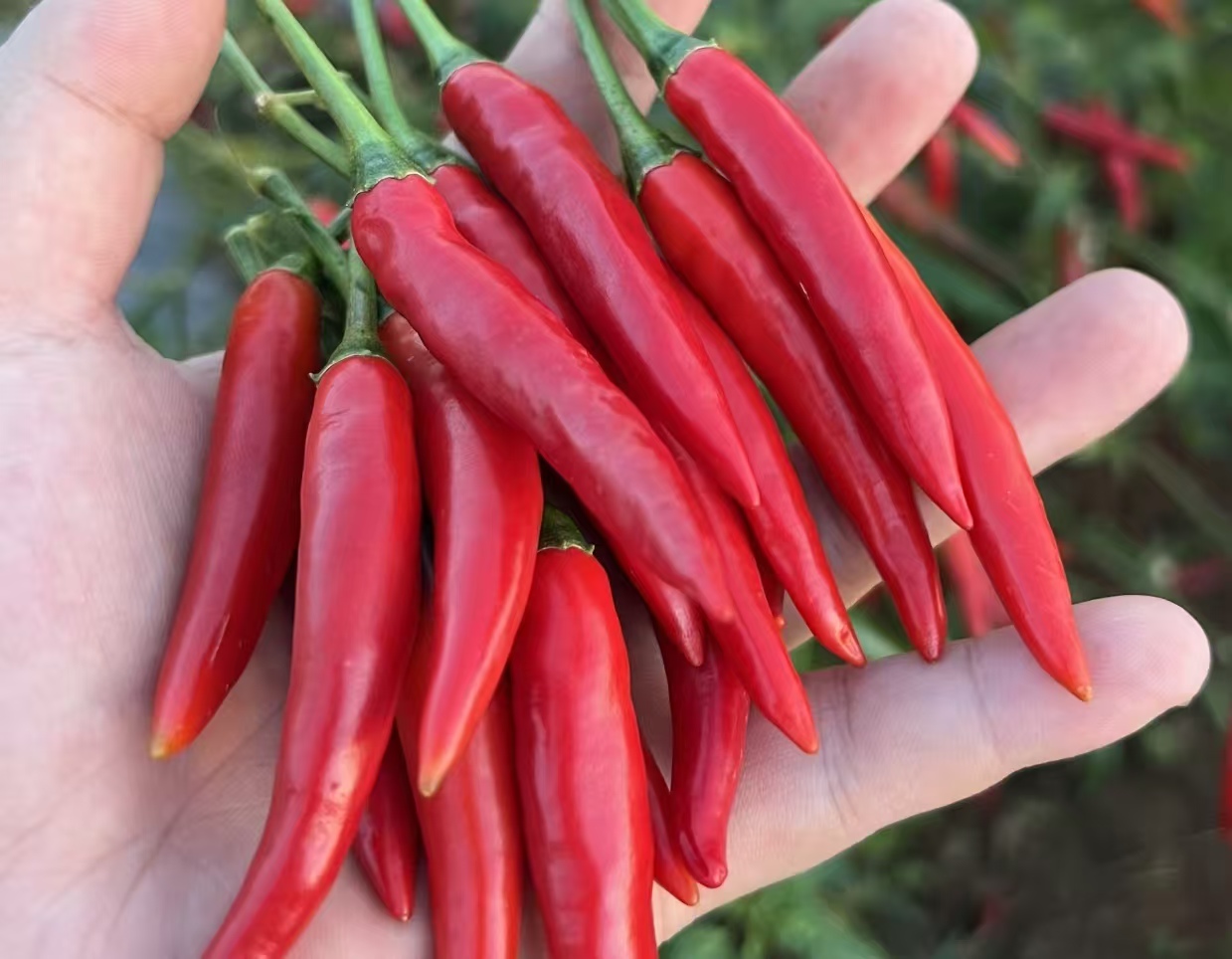 吃小米辣比吃肉奢侈？广州 20 元 / 斤、昆明 3 块 9 一两，餐馆改菜应对涨价潮